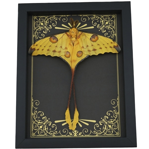 Real Framed Comet Moth Argema mittrei Resting Art Deco Taxidermy Display