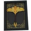 Real Framed Comet Moth Argema mittrei Resting Art Deco Taxidermy Display