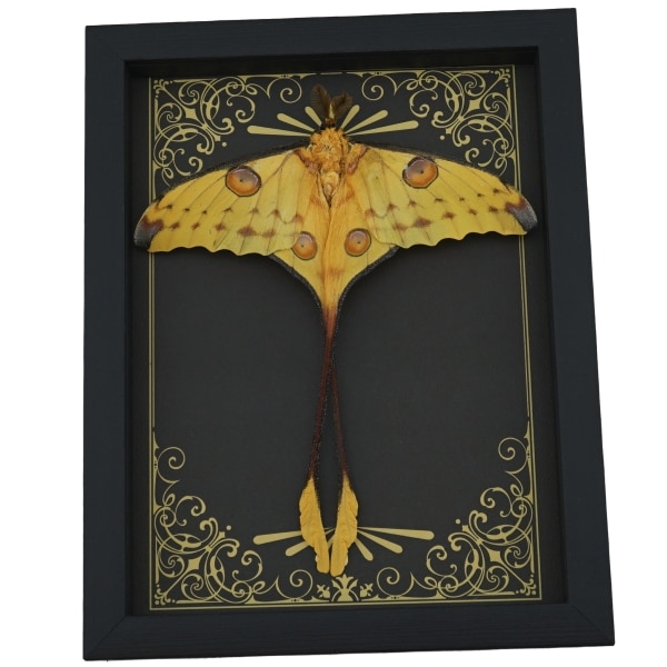 Real Framed Comet Moth Argema mittrei Resting Art Deco Taxidermy Display