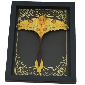 Real Framed Comet Moth Argema mittrei Resting Art Deco Taxidermy Display