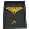 Resting Comet Moth 7"+ Wingspan Argema Mittrei Male Framed Moon Moth Moonlight Display Framed Taxidermy