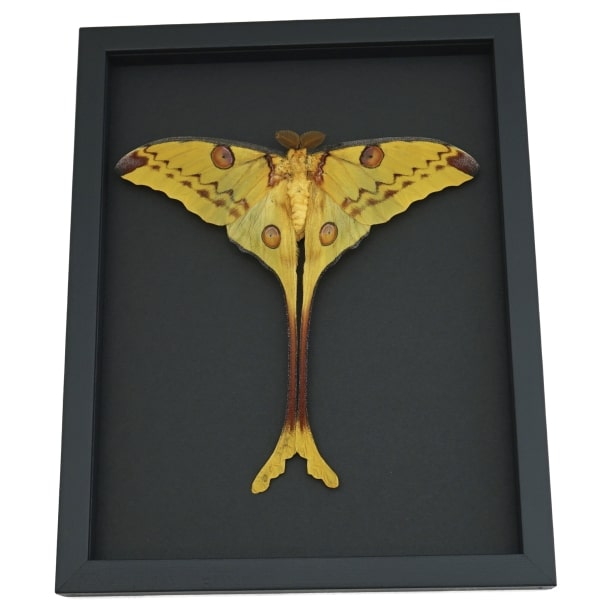 Resting Comet Moth 7"+ Wingspan Argema Mittrei Male Framed Moon Moth Moonlight Display Framed Taxidermy