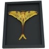 Resting Comet Moth 7"+ Wingspan Argema Mittrei Male Framed Moon Moth Moonlight Display Framed Taxidermy