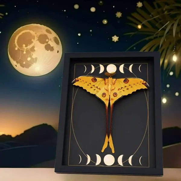 designer Displays Gothic Moon Phases, Gold foil, unique Art Deco, Celestial Designs and more