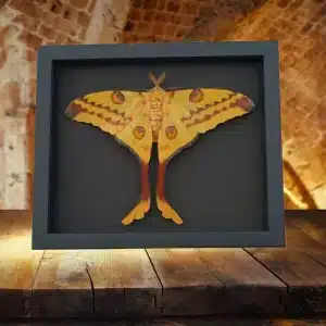 9.5 inch x 11 inch Framed Insect Displays