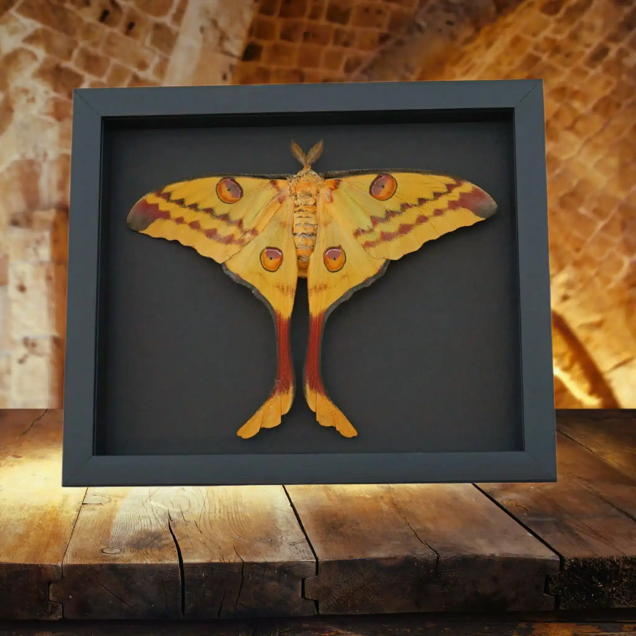 9.5 inch x 11 inch Framed Insect Displays