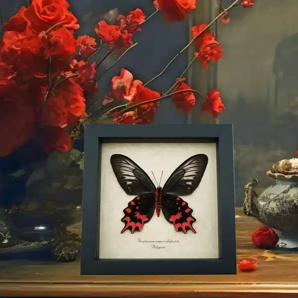 Red Butterflies Insects atrophaneura semperi albofasciata wood table Red roses