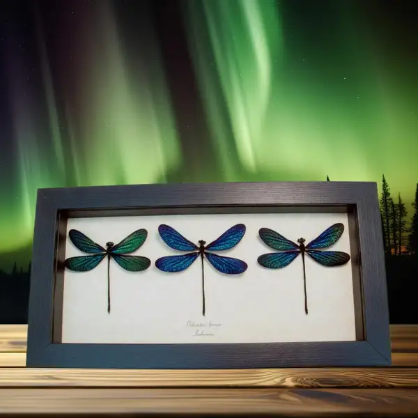 a variety of multi specimen insect sets from Around the World