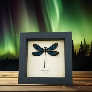 Dragonflies Damselflies and Antlions