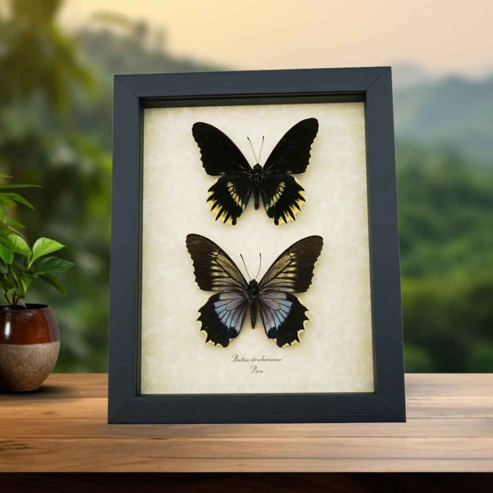 Battus streckerianus Pair Rare Framed Gothic Butterflies Taxidermy Display
