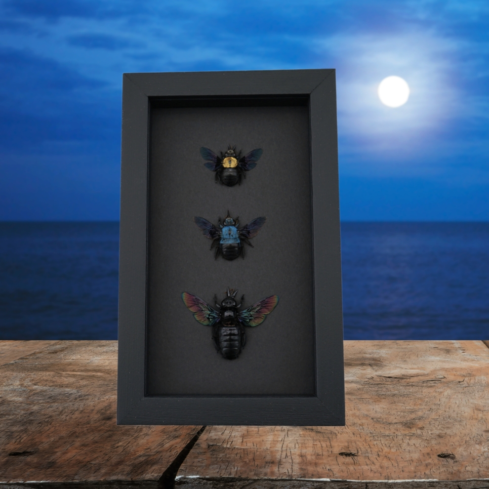 Blue Gold Rainbow Carpenter Bee Collection Xylocopa caerulea confusa latipes Female Framed Moonlight Display