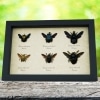 Carpenter Bee Collection Blue Gold Rainbow Bees Framed Taxidermy Display
