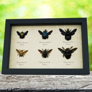 Carpenter Bee Collection Blue Gold Rainbow Bees Framed Taxidermy Display