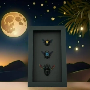 Insects In Moonlight Displays