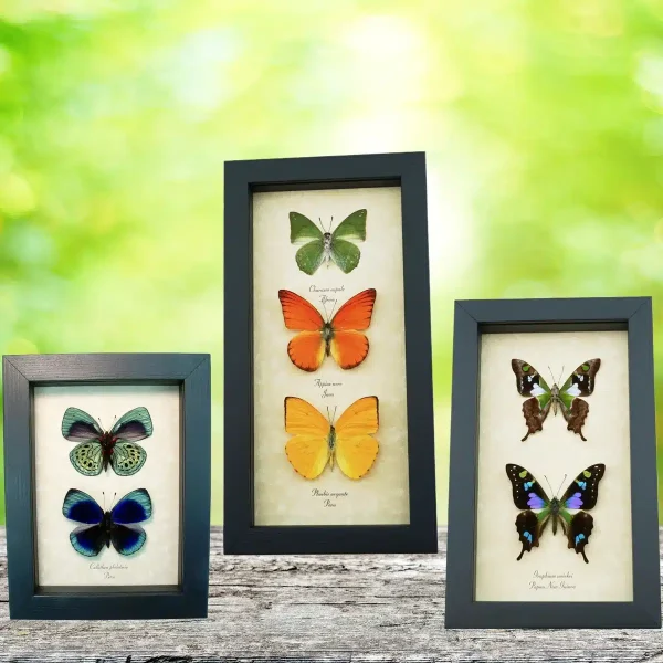 Real framed butterfly displays and taxidermy art butterflies by Butterfly Designs USA
