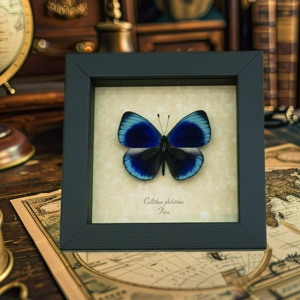Charles Darwin Butterfly Callithea philotima Asterope leprieuri Framed Taxidermy