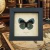 Charles Darwin Butterfly Callithea philotima verso Asterope leprieuri Framed Taxidermy
