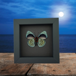 Charles Darwin Butterfly Callithea philotima Asterope leprieuri Framed Taxidermy Moonlight Display