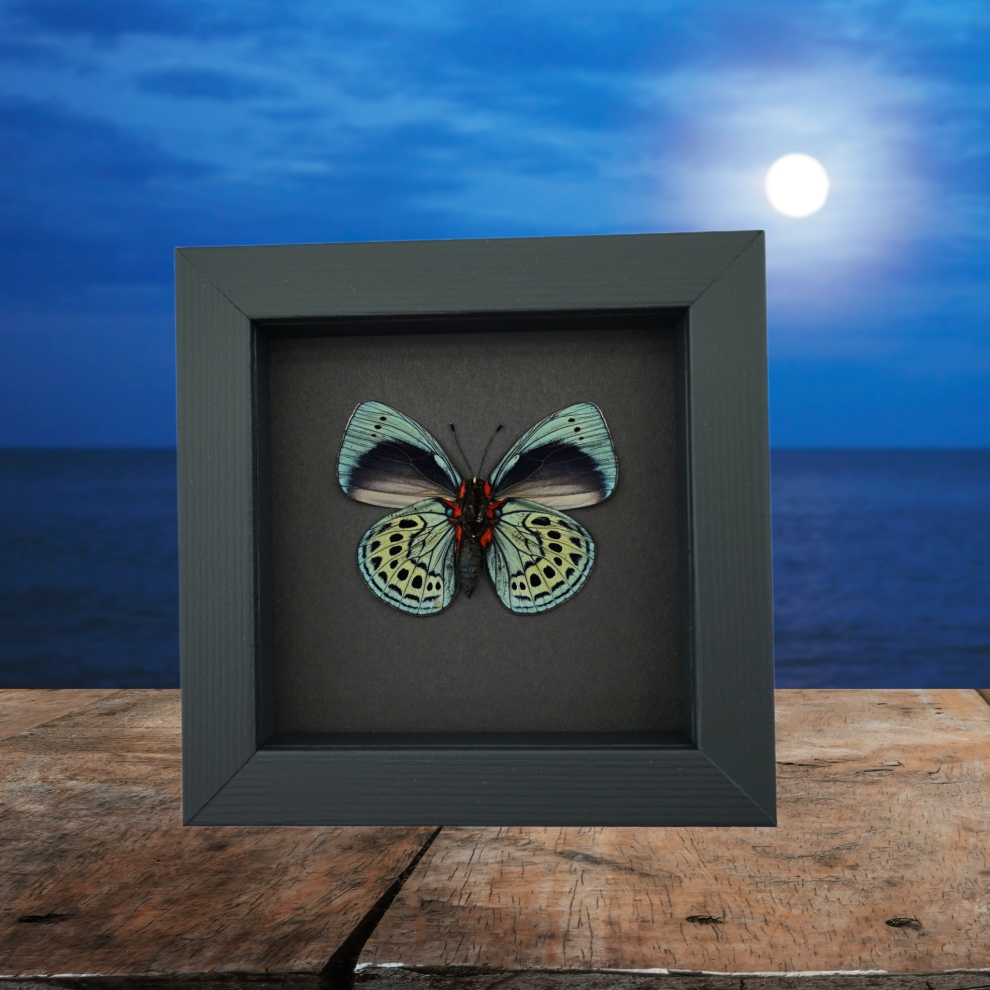 Charles Darwin Butterfly Callithea philotima Asterope leprieuri Framed Taxidermy Moonlight Display