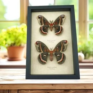 Moths from Around The World