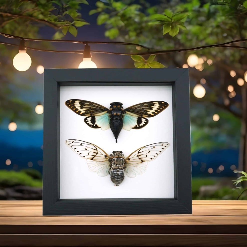 Blue White Cicada Collection Real Framed Ghost Cicadas Taxidermy Classic Black Display
