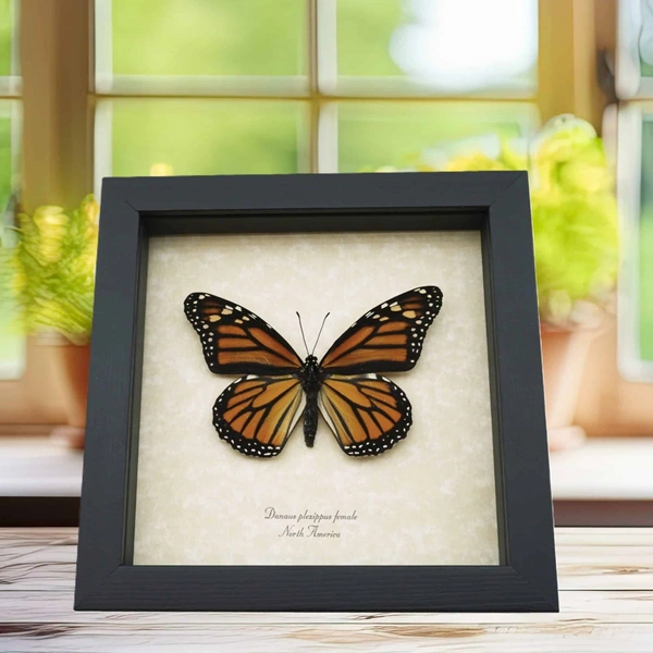 Monarch butterflies can be found around the world