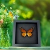 Real Framed Monarch Butterfly Male North America Taxidermy Moonlight Display