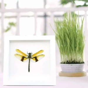 Insects Vibrant White