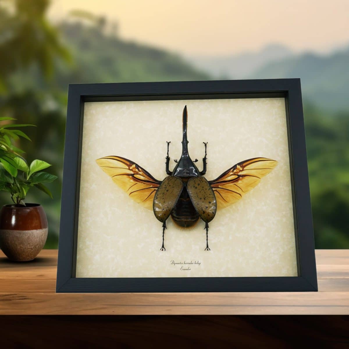 Rhino / Dynasty Beetles