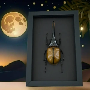 Beetles in Moonlight Displays