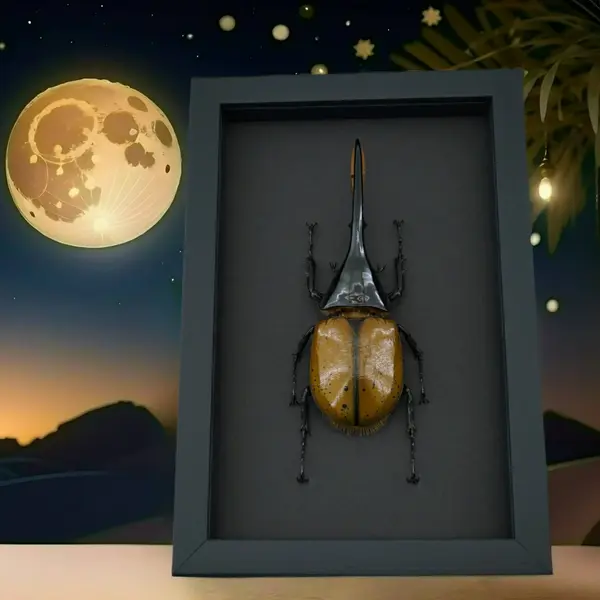 Beetles in Moonlight Displays Black Shadowbox Picture frames. Real framed taxidermy insect displays with a solid black backing