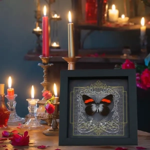 6 inch x 6 inch Framed Insect Displays