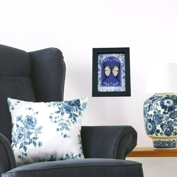 White Swallowtail Butterfly Blue Chintz Graphium agetes Framed Taxidermy Display