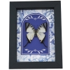 White Swallowtail Butterfly Blue Chintz Graphium agetes Framed Taxidermy Display
