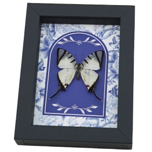 White Swallowtail Butterfly Blue Chintz Graphium agetes Framed Taxidermy Display