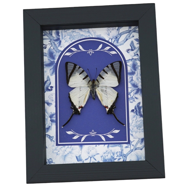 White Swallowtail Butterfly Blue Chintz Graphium agetes Framed Taxidermy Display