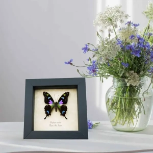 5 inch x 5 inch Framed Insect Displays