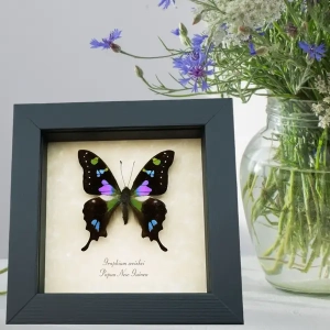 Purple Butterflies Insects