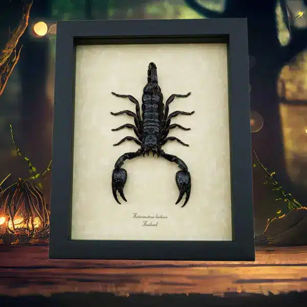 Scorpions Centipedes Spiders All Mounted In Museum Quality Archival Frames