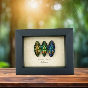 Metallic Jewel Beetles