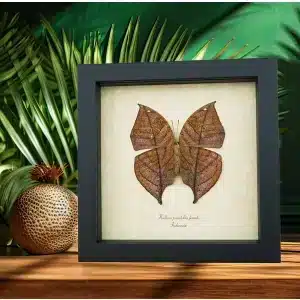 Natures Mimics Unusual Insect Mimicry