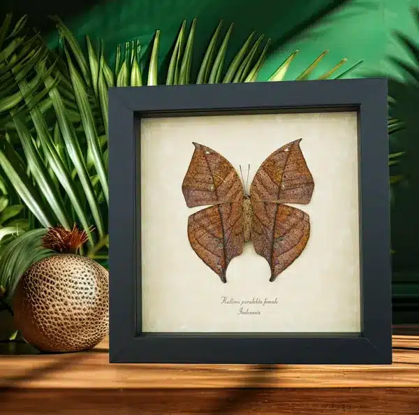 Natures Mimics Unusual Insect Mimicry Featuring Some of the most Unusual Butterfly, Moth and Insect Specimen Mimicry