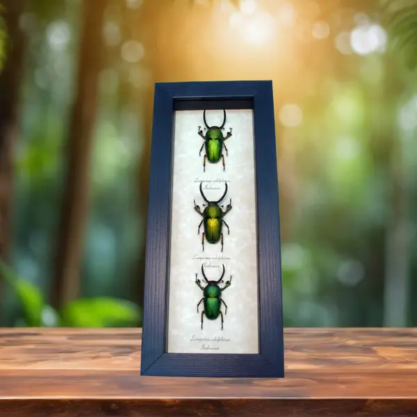 4 inch x 9.5 inch Framed Insect Displays