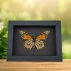 Framed Monarch Butterfly Danaus Plexippus female verso Taxidermy Moonlight Display
