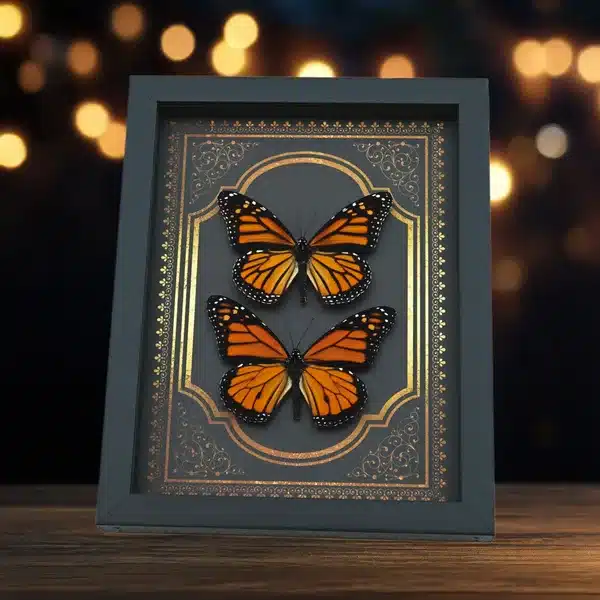New Additions Our Newly added butterfly insects. Butterfly Designs USA