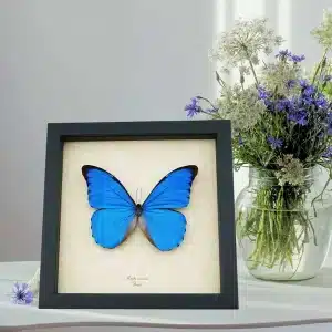 8 inch x 8 inch Framed Insect Displays
