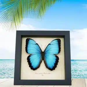 6.5 inch x 6.5 inch Framed Insect Displays