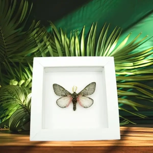 Moths Vibrant White Displays