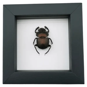 Beetles in Classic Black Display