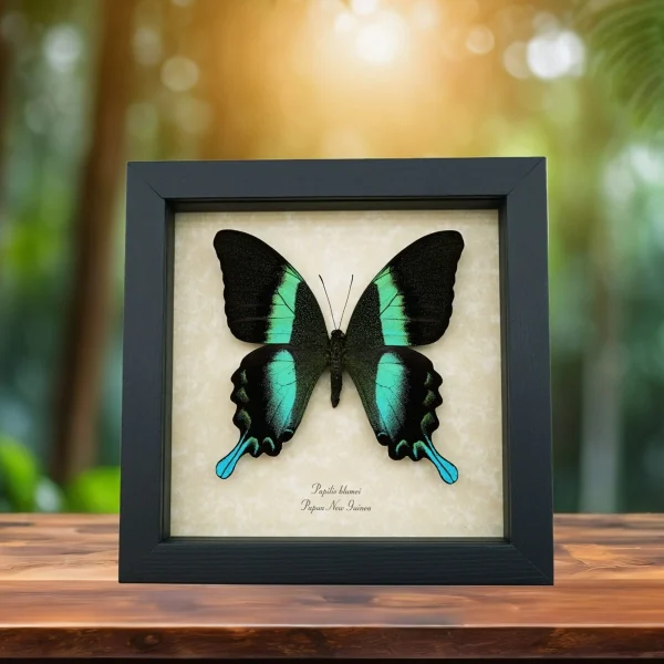 Indo Asian Butterflies real framed butterflies from the Pacific Indonesia, Australian & Asian Regions